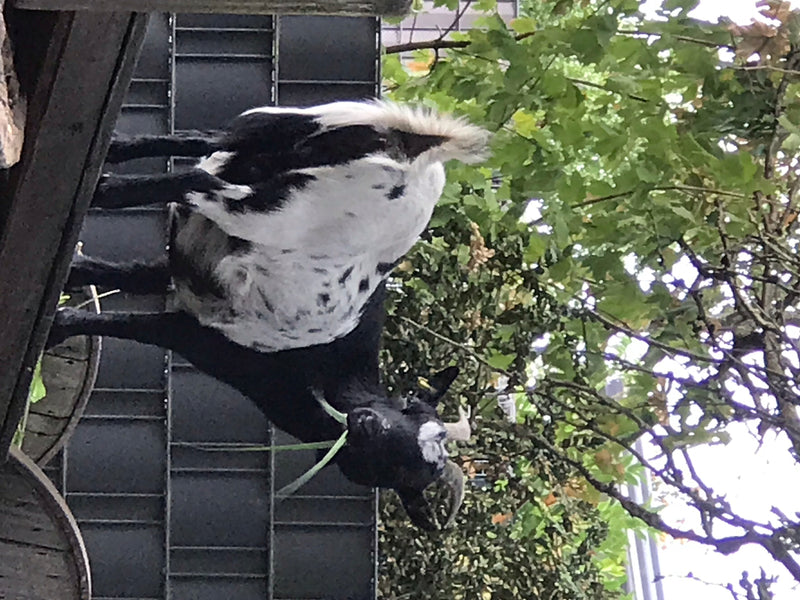 capra domestica — foto 2 di 3