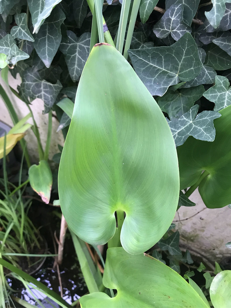 Hechtkraut — foto 1 di 3