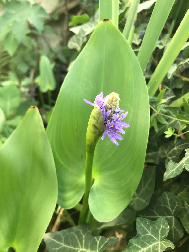 Hechtkraut — foto 3 di 3