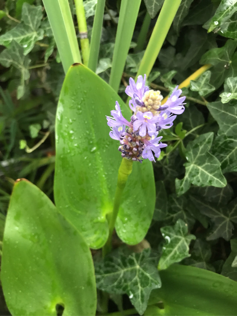 Hechtkraut — foto 2 di 3