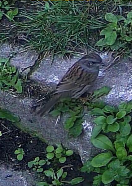 Una passera scopaiola è ripresa dall'alto, posata su una superficie pietrosa tra erba e bassa vegetazione.
