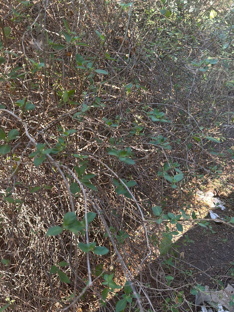 Caprifoglio — Bild 2