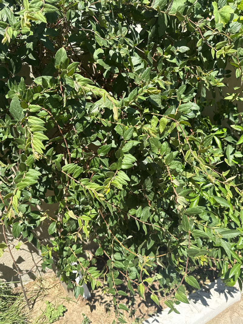 Si vede un arbusto densamente ramificato di caprifoglio lucido con numerose foglie verdi piccole.