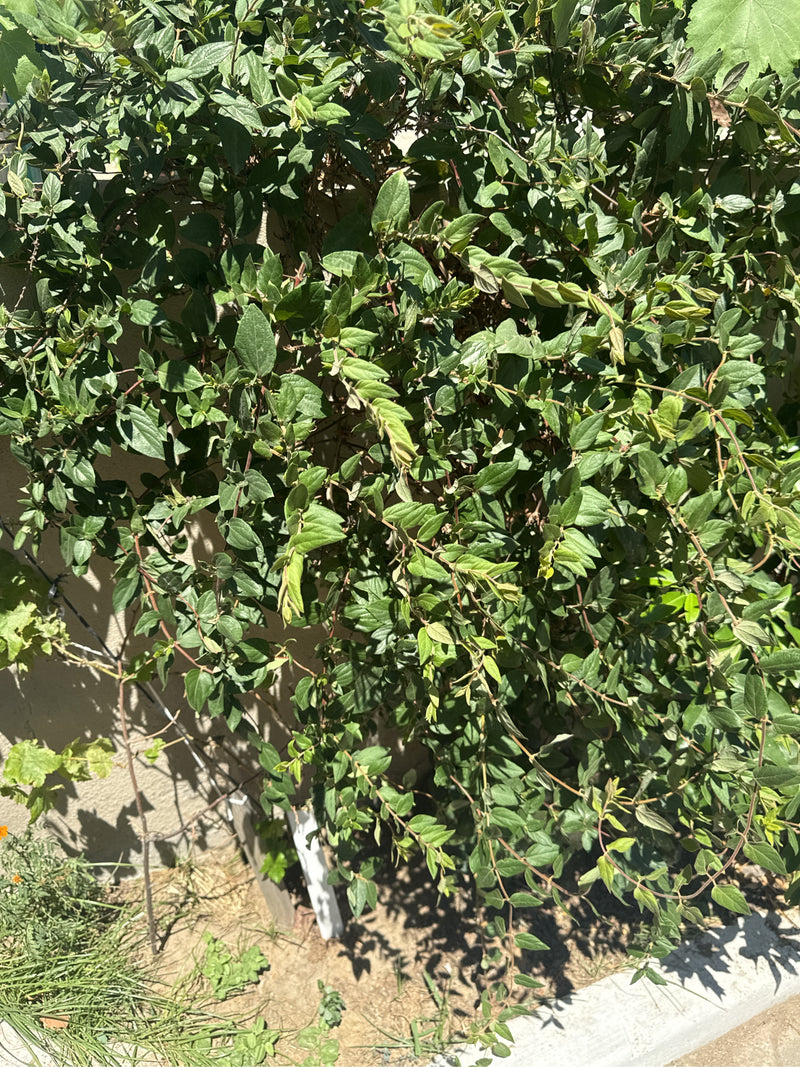 L'immagine mostra un denso arbusto di caprifoglio nitido con numerose piccole foglie verdi su rametti sottili. La pianta cresce davanti a un muro in giardino.