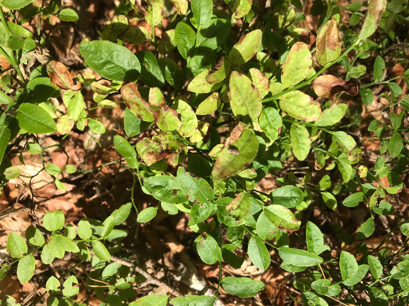 Si vedono le foglie verdi e i rami di una pianta di mirtillo da una prospettiva dall'alto. La pianta cresce su un terreno boschivo con foglie secche.