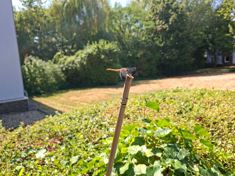 Libellula di erica — Bild 1