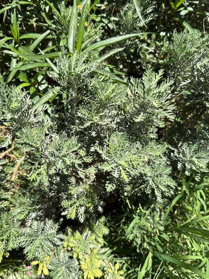 Erba sacra — Bild 1