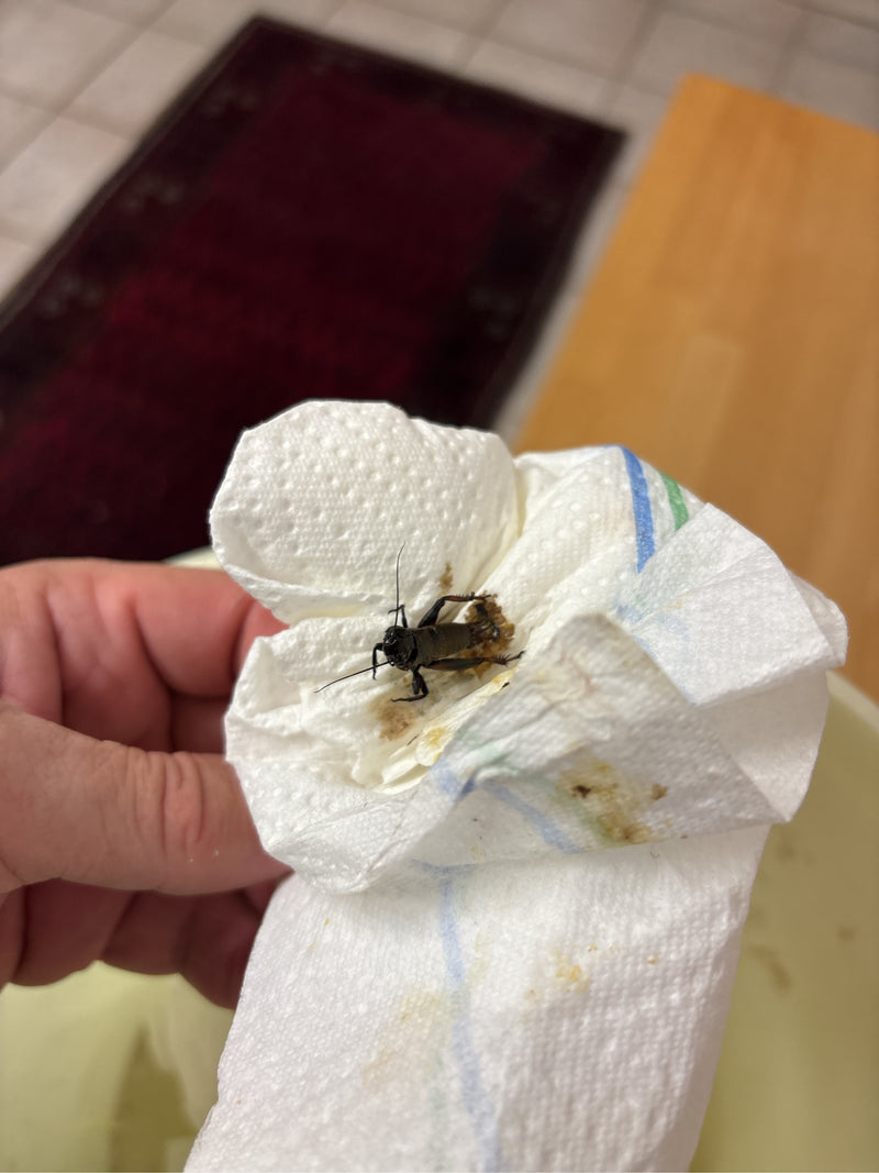 Un grillo domestico scuro siede su un tovagliolo di carta bianco tenuto in mano.