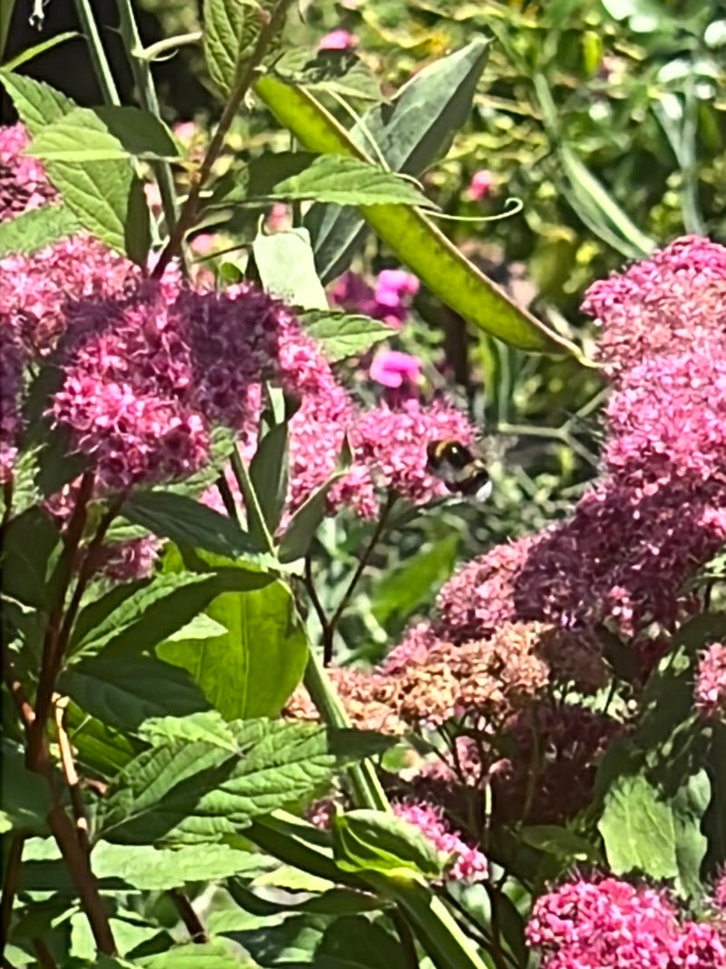 Un bombo terrestre vola in controluce tra densi infiorescenze rosa e foglie verdi.