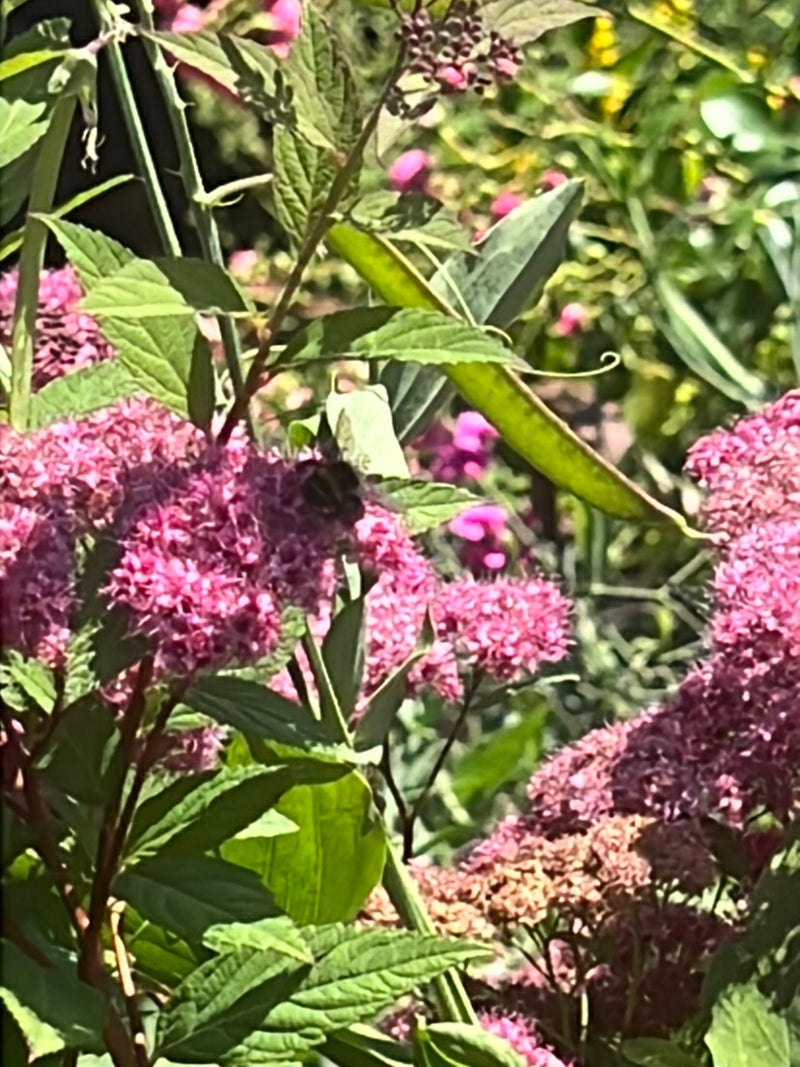 Un bombo è seduto su infiorescenze rosa di una pianta da giardino. L'insetto è lontano e poco visibile.