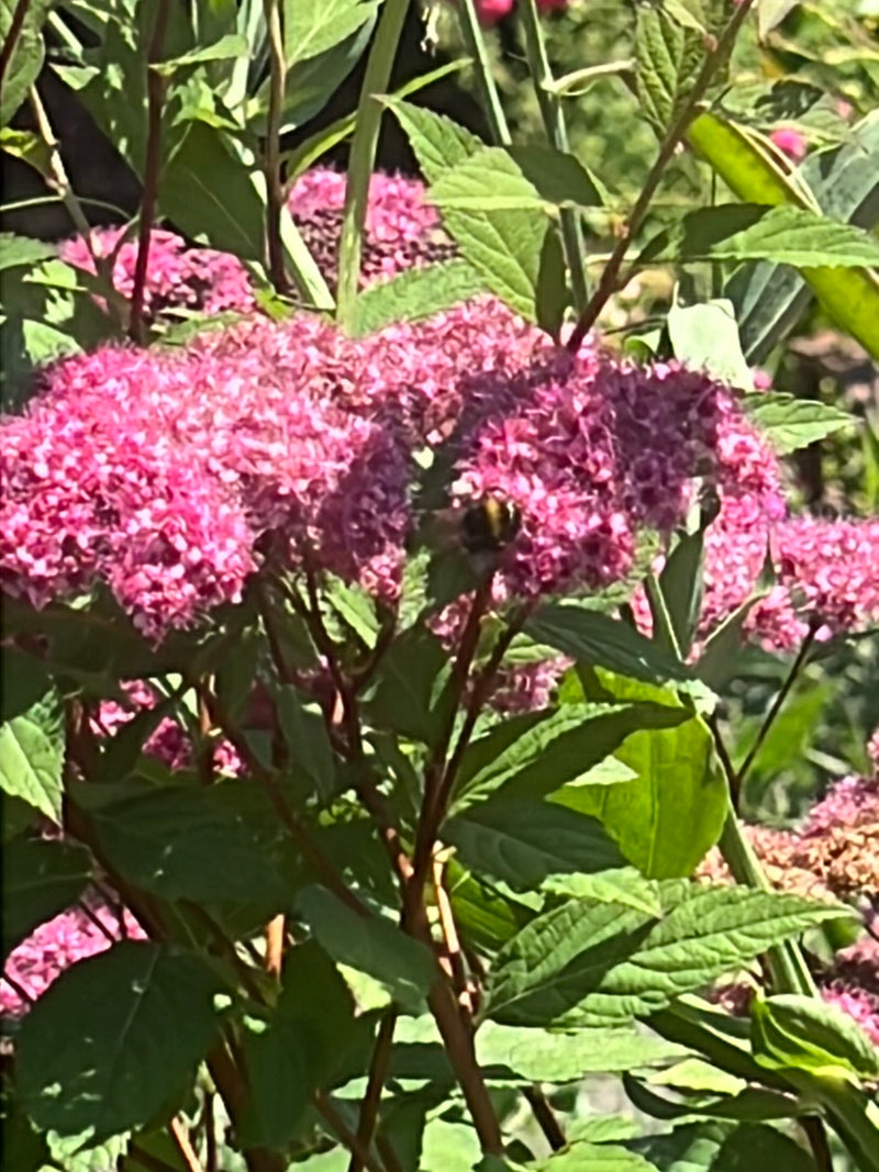 Un bombo terrestre è seduto sui fiori rosa di una pianta da giardino. Si sta nutrendo lì.