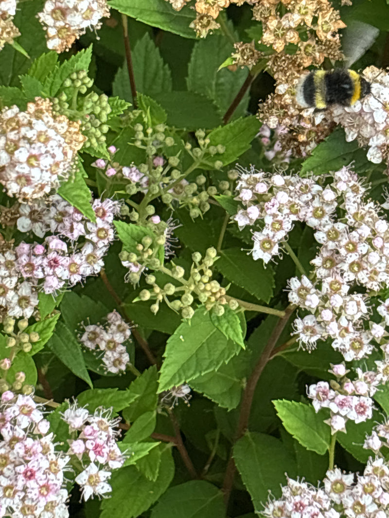 Un calabrone si trova sui fiori chiari di un arbusto e raccoglie nettare.