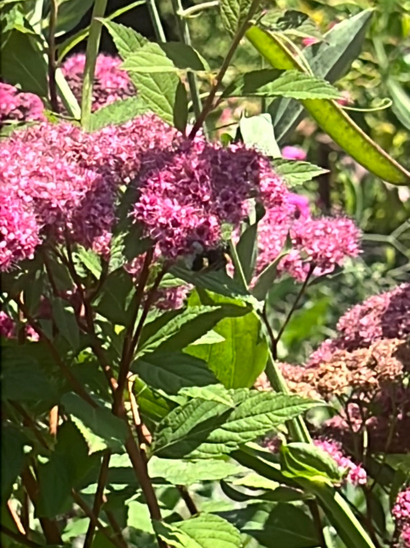 Un bombo si trova sui fiori rosa di una pianta. L'insetto è visibile solo vagamente tra il fogliame denso e i fiori.