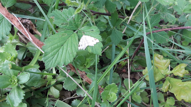 Falena dei prati grigio chiaro — foto 1 di 2