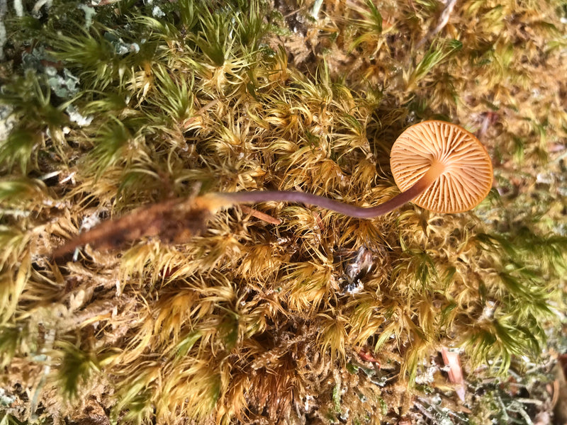 Helmling — foto 5 di 18