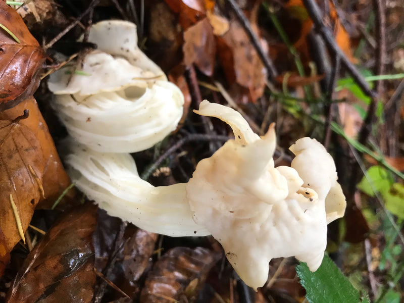 Herbst-Lorchel — foto 1 di 1