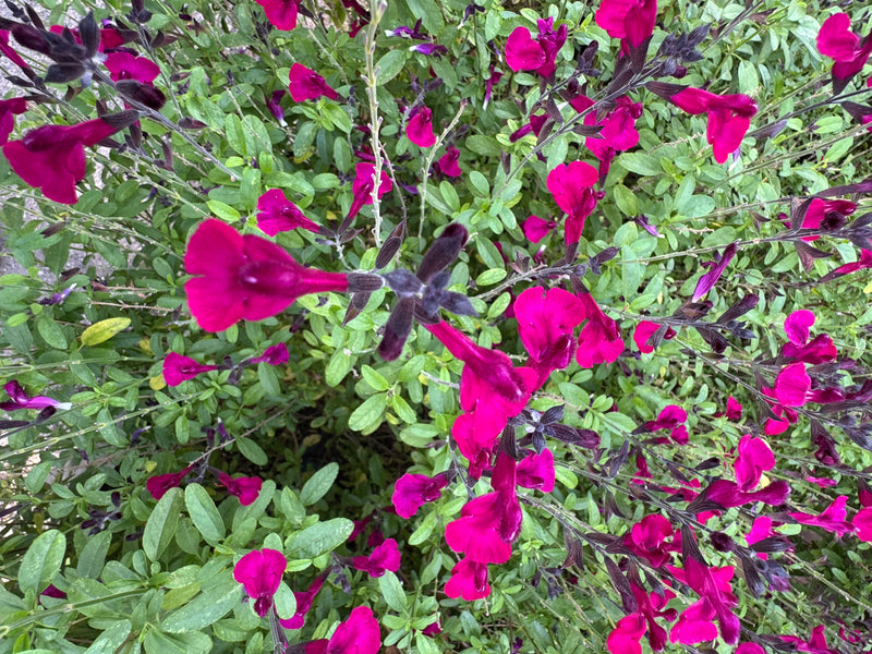 Una salvia d'autunno densa mostra numerosi fiori color magenta acceso visti dall'alto.