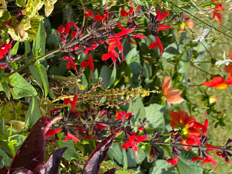 Spighe fiorite rosse di una salvia d'autunno con calici scuri crescono in un'aiuola mista.