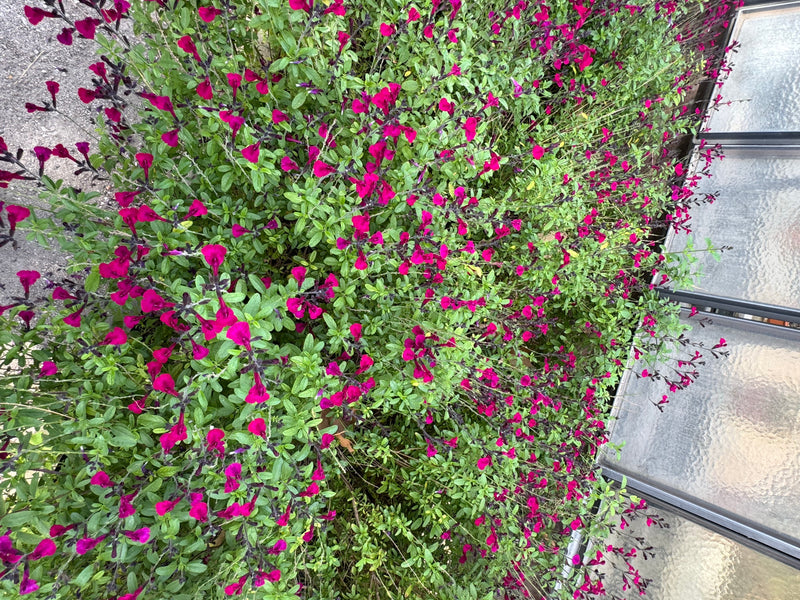 Un cespuglio fitto di Salvia greggii con numerosi fiori color magenta acceso e piccole foglie verdi.