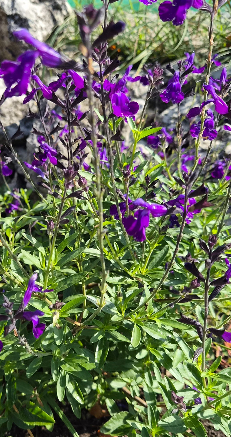 Salvia d'autunno — foto 1 di 6