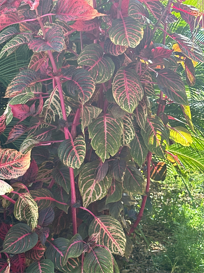 Herbsts Iresine — foto 1 di 2