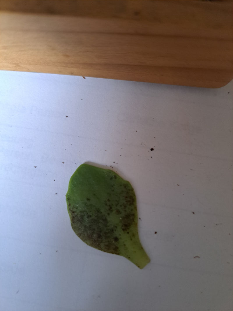 Aptenia cardiaca — Bild 1