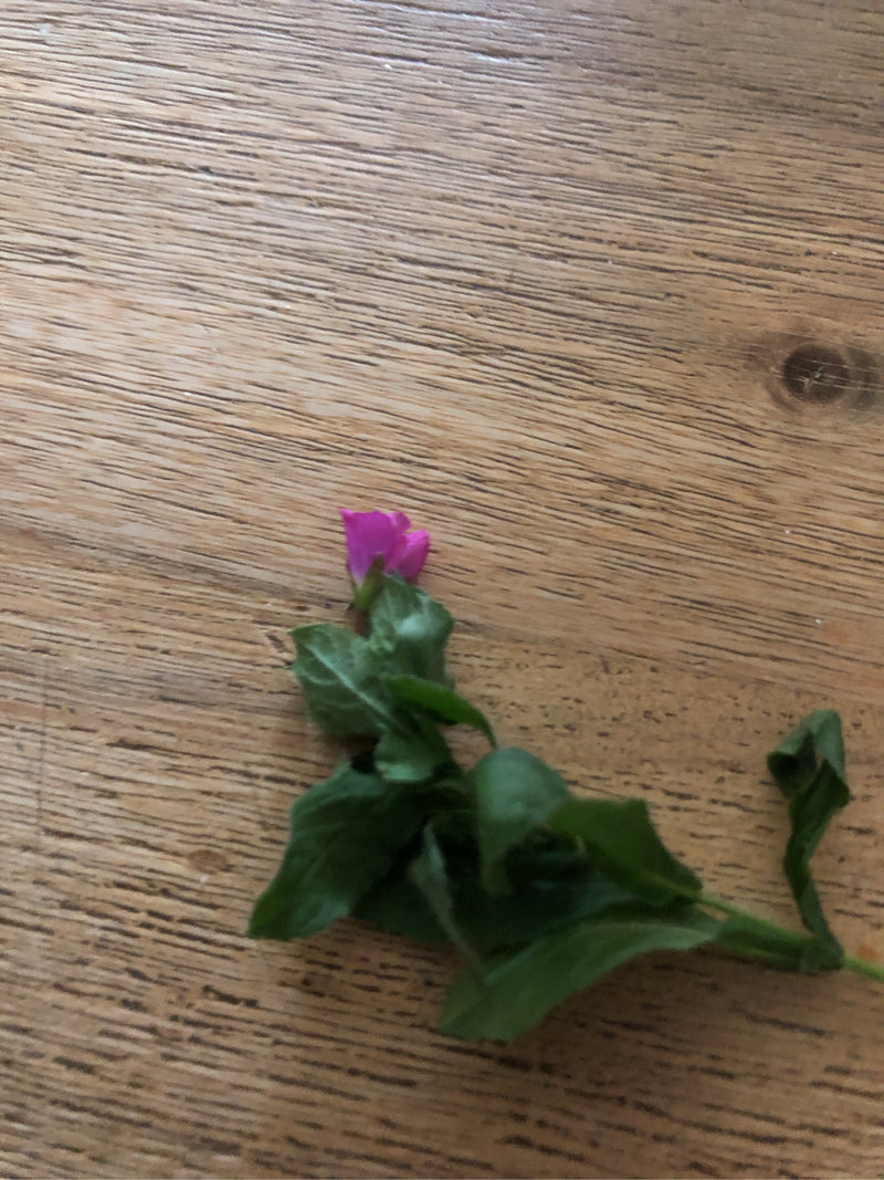 Aptenia cardiaca — foto 1 di 2