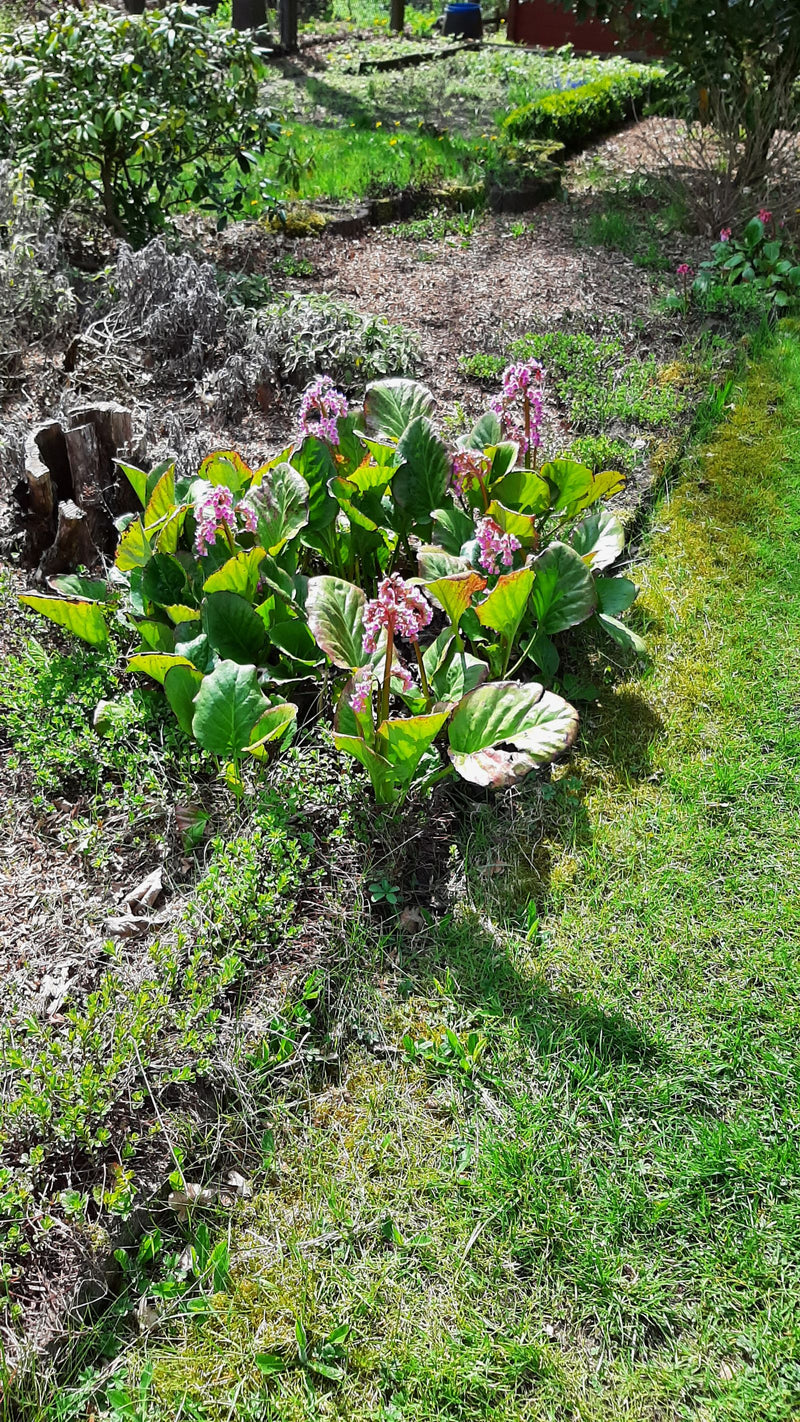 Si vede una bergenia a foglie cuoriformi in fiore con tipiche grandi foglie coriacee e infiorescenze rosa in un'aiuola del giardino.