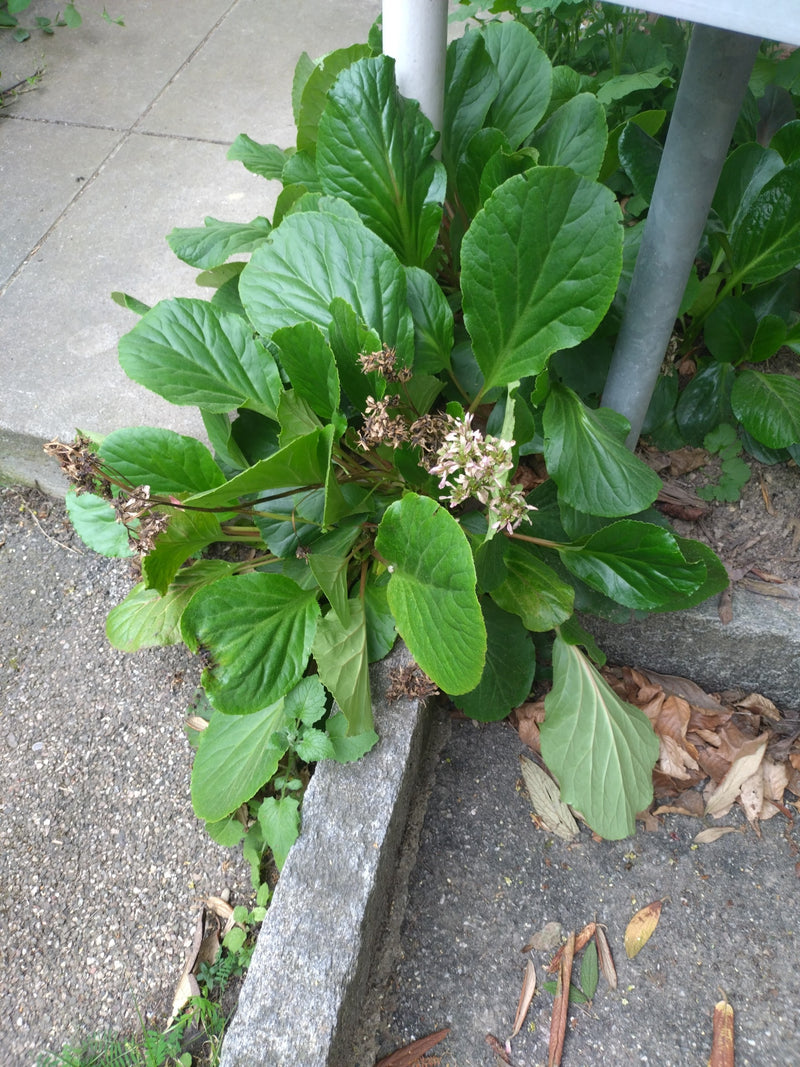 Bergenia dalle foglie cardiache — Bild 2