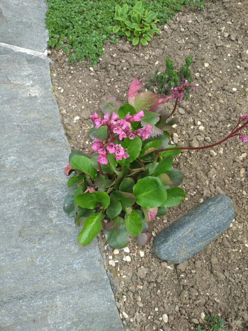 Bergenia dalle foglie cardiache — Bild 1