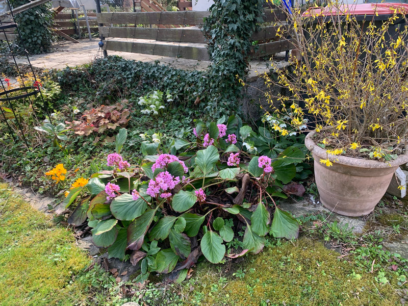 Una bergenia fiorita cresce in un'aiuola da giardino davanti a una panchina di legno. La pianta mostra le sue tipiche foglie grandi e arrotondate e le infior...