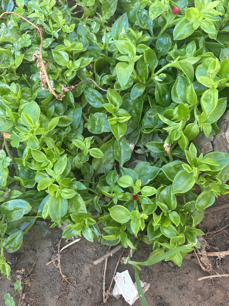 Pianta del ghiaccio dalle foglie di cuore — foto 1 di 8