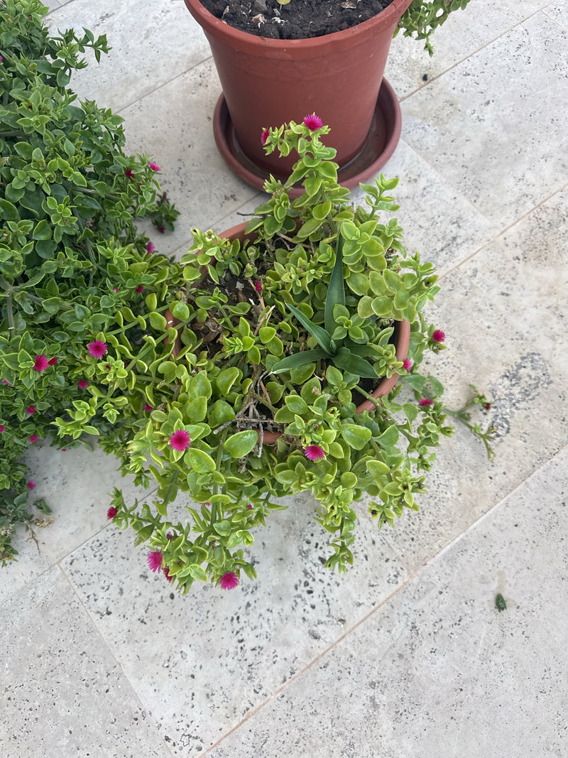 Pianta del ghiaccio dalle foglie di cuore — foto 3 di 8