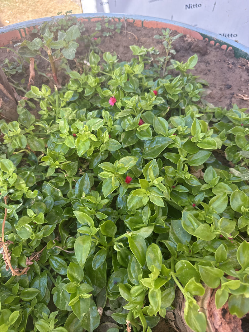 Pianta del ghiaccio dalle foglie di cuore — foto 5 di 8