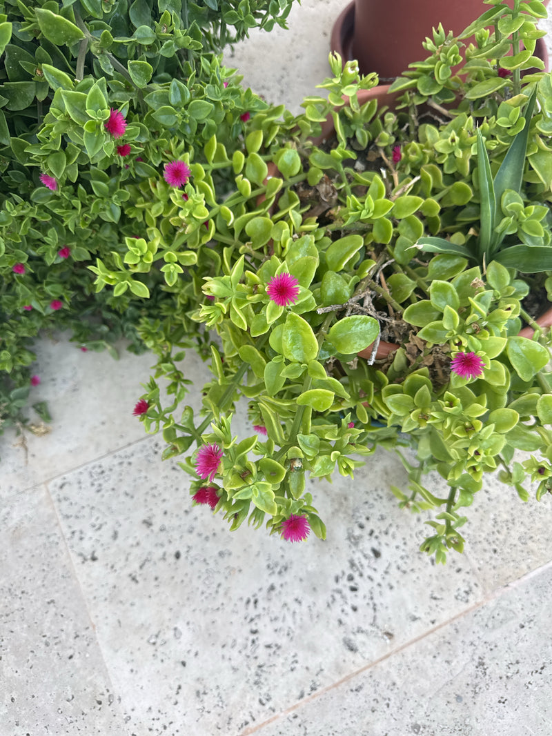Pianta del ghiaccio dalle foglie di cuore — foto 2 di 8