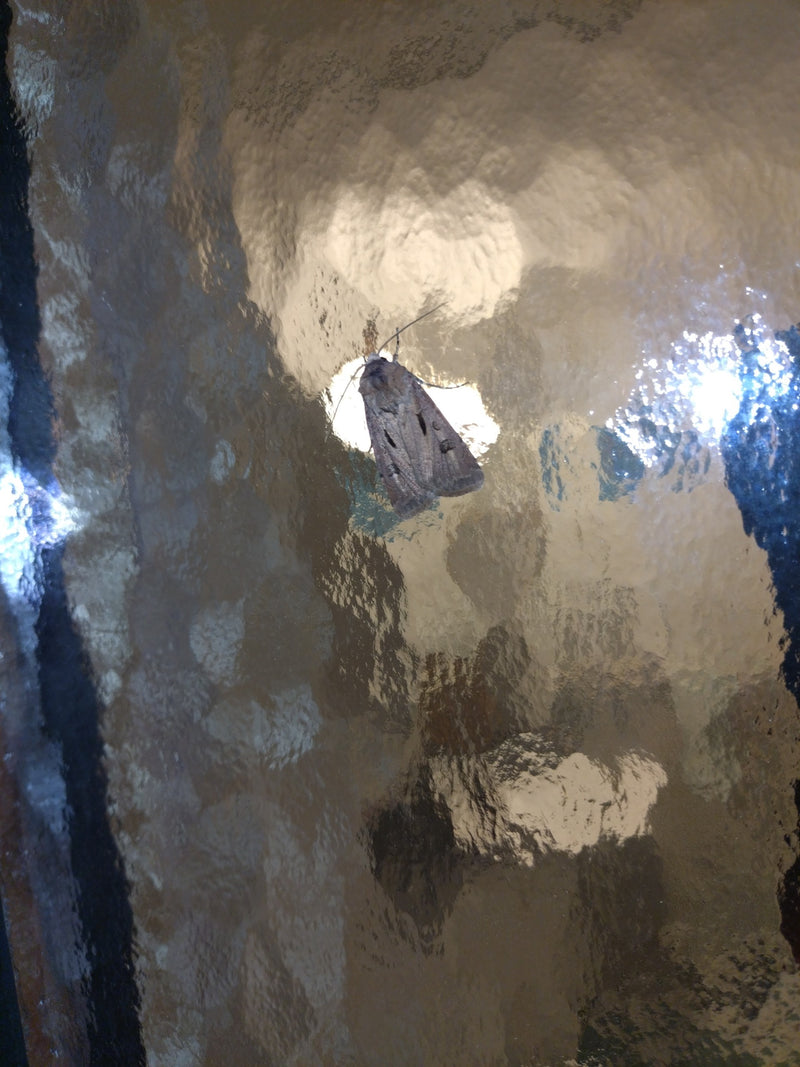 Tesoro Gufo — Bild 1