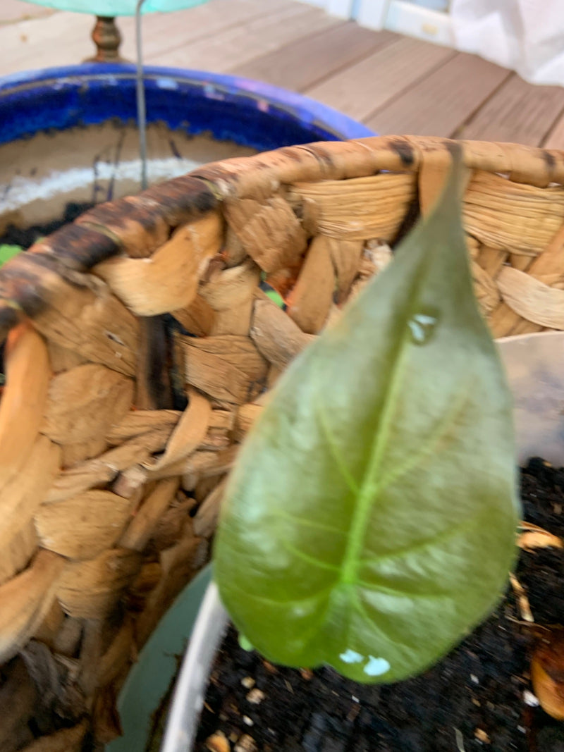 Filodendro a foglia di cuore — foto 3 di 14