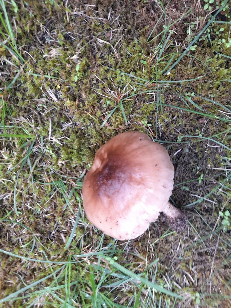 Si vede il cappello di un fungo marrone visto dall'alto, che cresce su un terreno muschioso con erba. Il fungo è chiaramente visibile nel suo ambiente naturale.