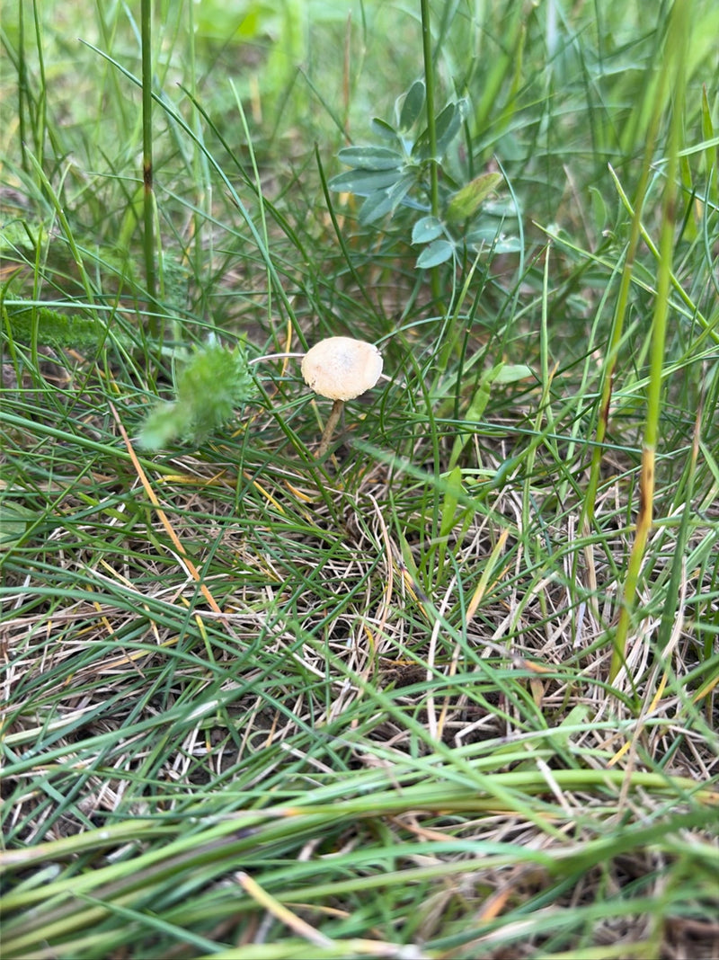 Un piccolo fungo del fieno cresce singolo in mezzo all'erba verde in un prato. Il fungo ha un cappello chiaro e convesso e un gambo sottile.