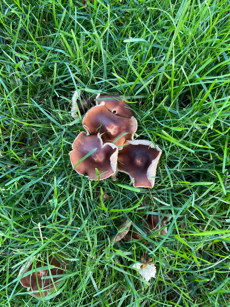 Diversi funghi marroni con cappelli ondulati crescono in mezzo all'erba verde. La foto mostra i funghi dall'alto.