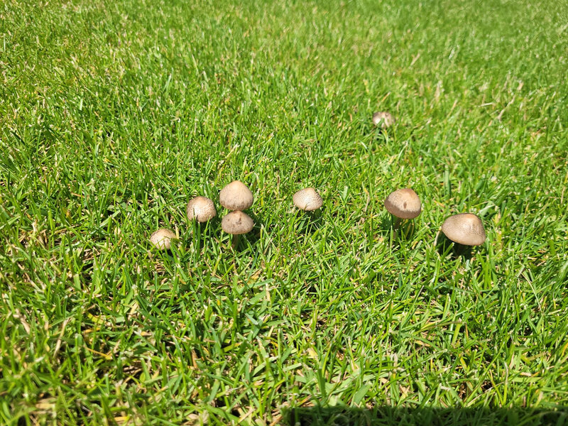 Diversi piccoli funghi con cappelli brunastri sono sparsi in un prato verde rigoglioso. Si tratta di funghi del fieno nel loro ambiente naturale.