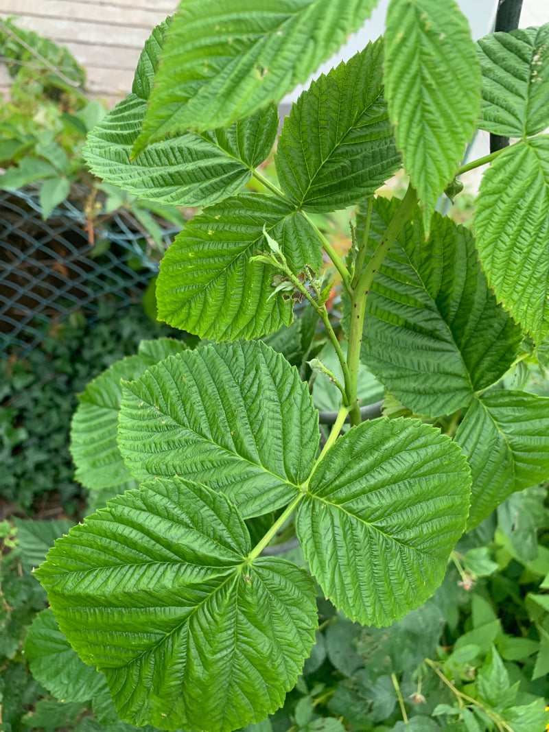 Si vede una pianta di lamponi con foglie verdi pennate e steli caratteristici. Lo scatto mostra la pianta in un ambiente naturale.