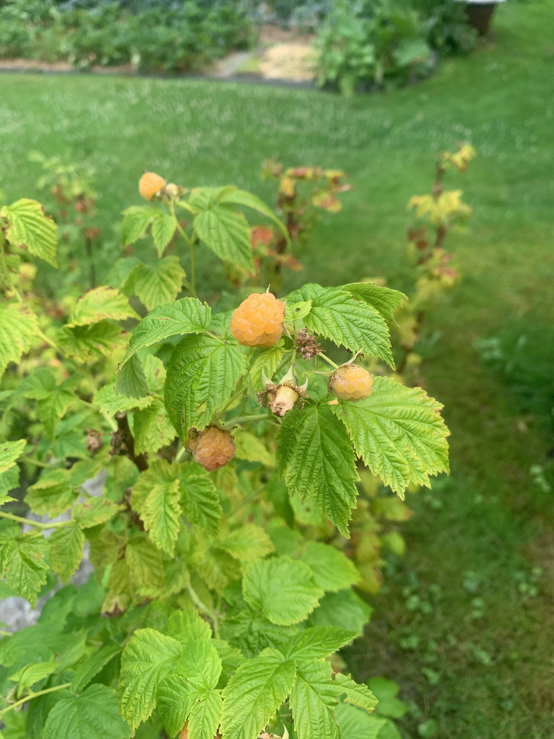 L'immagine mostra una pianta di lampone con frutti gialli e foglie verdi. Cresce in un giardino davanti a un prato.