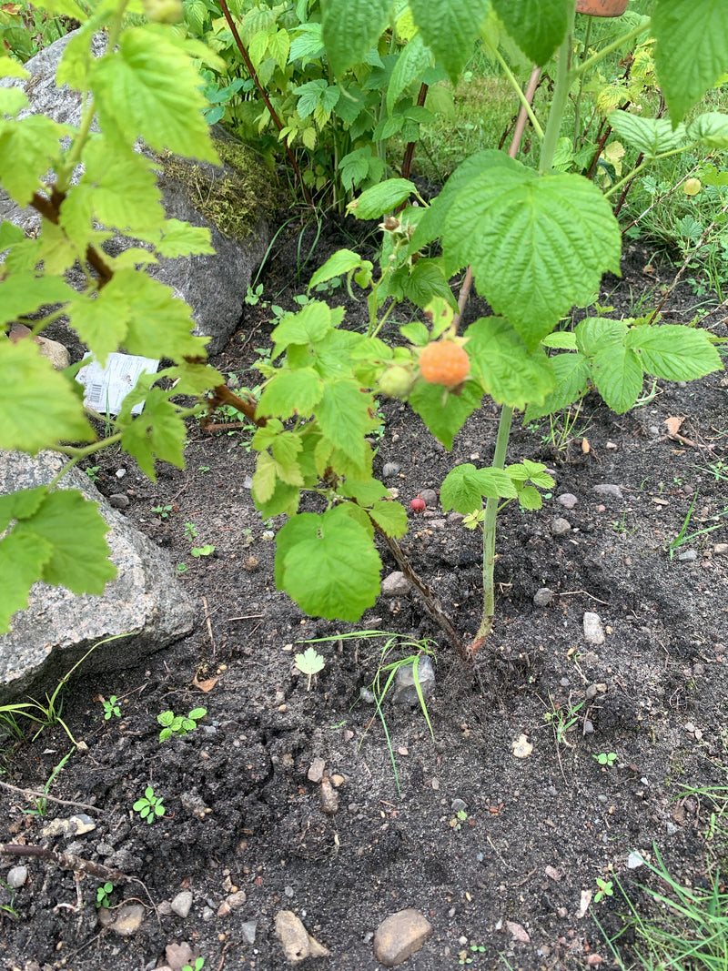 Si vede una giovane pianta di lampone con foglie verdi e una bacca che matura di colore giallo-arancio. Cresce in un'aiuola da giardino su terreno sabbioso a...