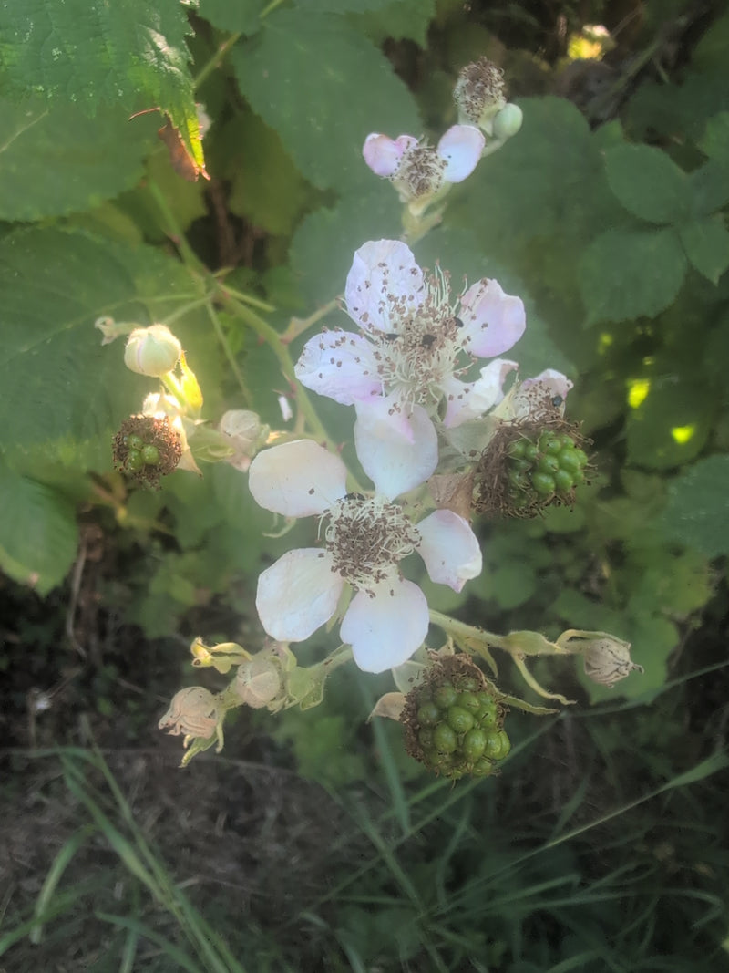 Scarabeo di lampone — Bild 1