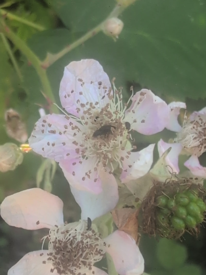 Scarabeo di lampone — Bild 2