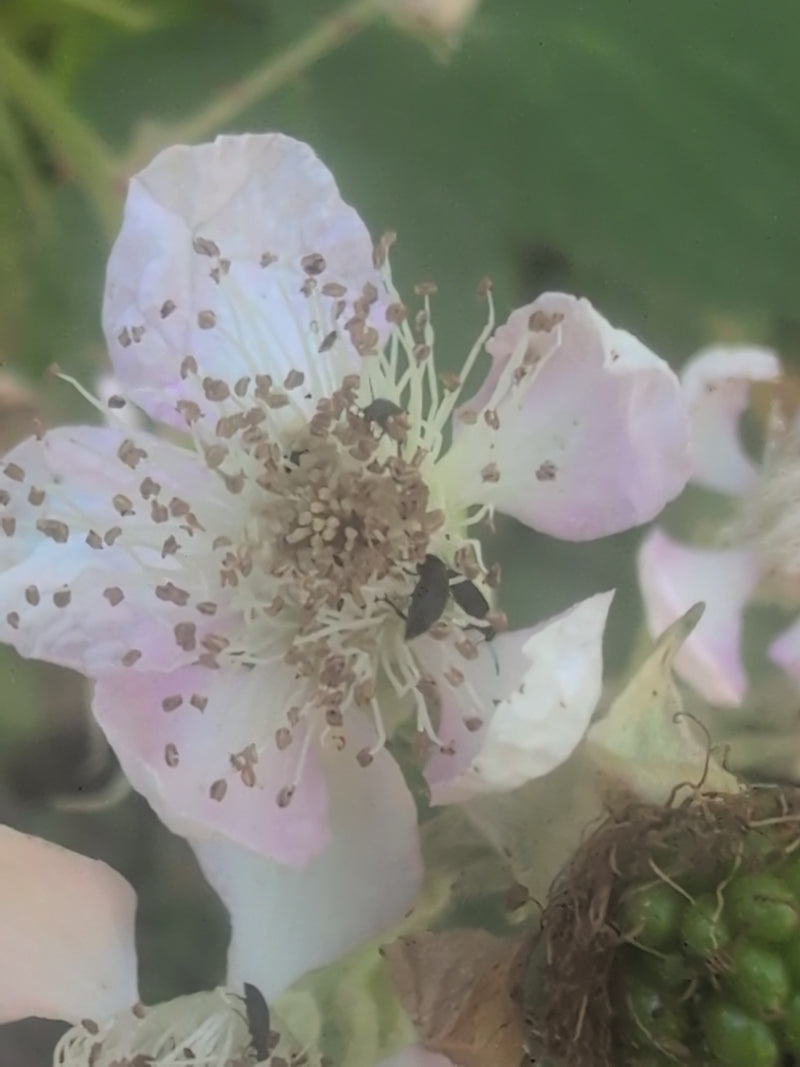 Scarabeo di lampone — Bild 3
