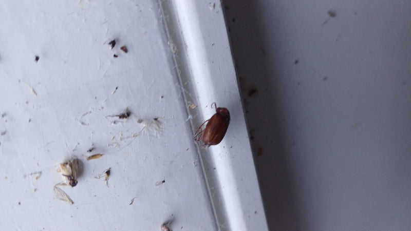Un Byturus tomentosus è posato su una superficie chiara e liscia. L'insetto è ben visibile e a riposo.
