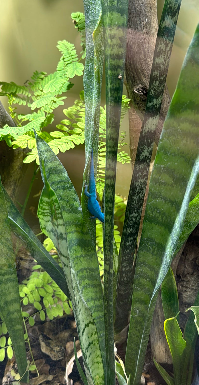 Geco diurno nano azzurro cielo — Bild 2