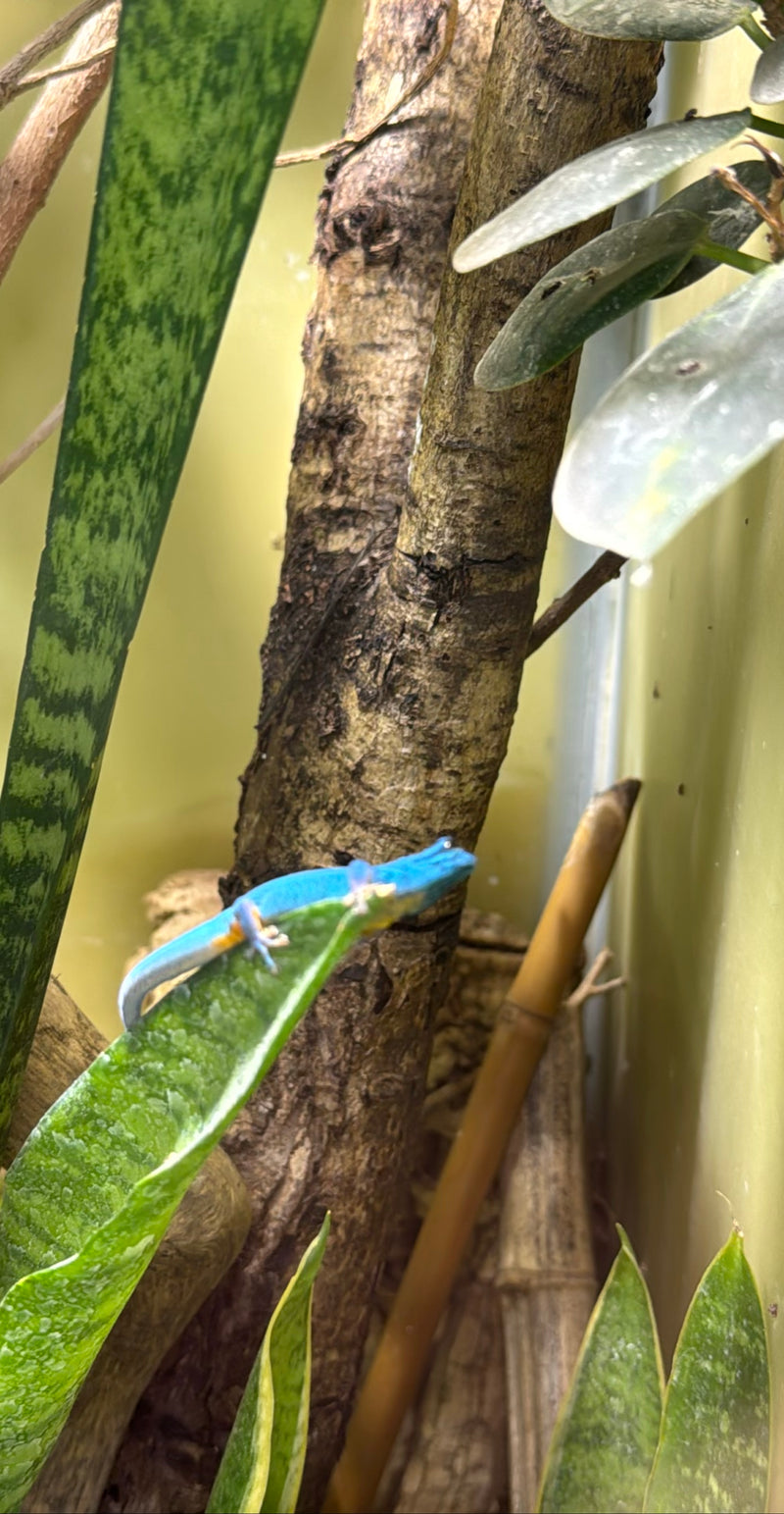 Geco diurno nano azzurro cielo — Bild 1